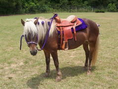 Single Pony/ Horse Single Pony/ Horse